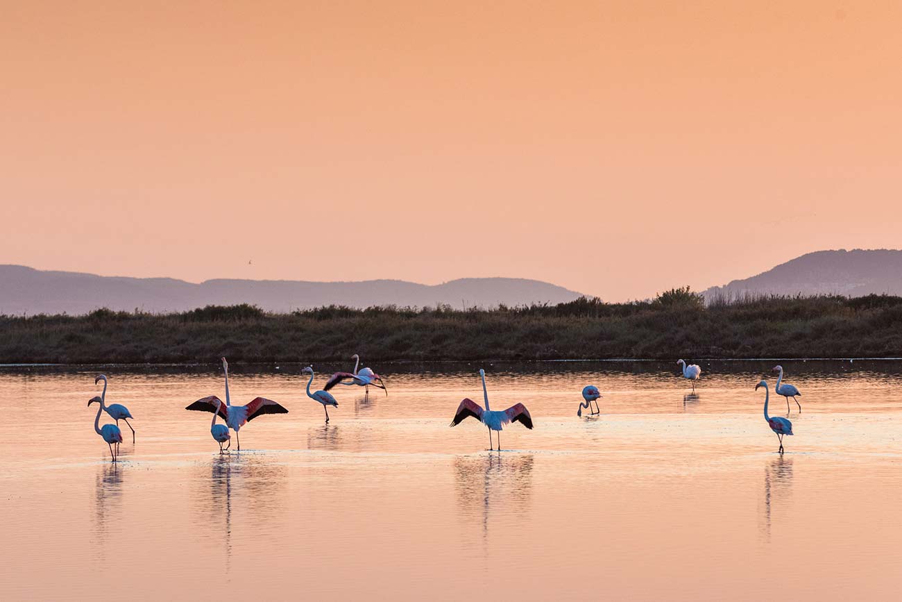 Camargue flamingos at sunset