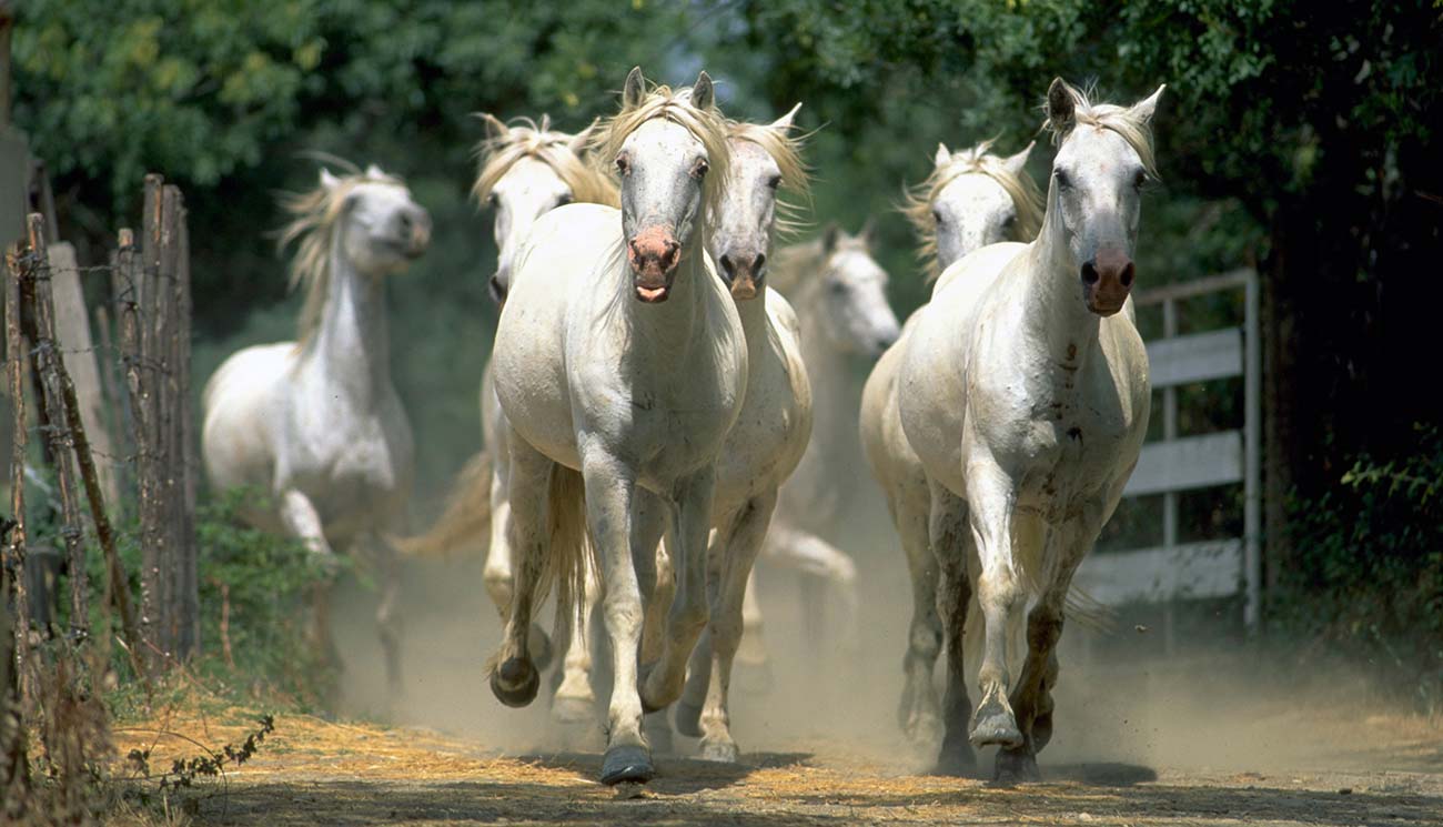 Camargue horses running on a path